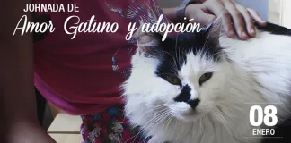 #SANTIAGO Harán nueva jornada de amor y adopción gatuna de la Fundación Adopta este fin de semana