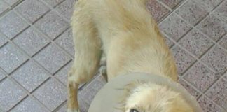 #EPAdifunde La historia de Milagros, la perrita rescatada en la Vega que hoy busca un hogar