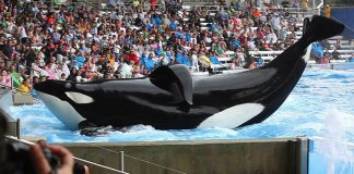 #ESTADOSUNIDOS Alcalde de Miami Beach insta a liberar a orca Lolita , que está hace 47 años en cautiverio