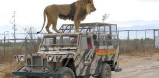 #OHIGGINS Parque Safari de Rancagua manifiesta que no se han visto afectado por incendio forestal en la región