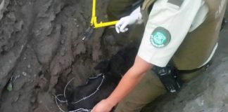 #BIOBIO Denuncian brutal caso de maltrato animal que afectó a dos perros en San Pedro de la Paz