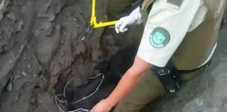 #BIOBIO Denuncian brutal caso de maltrato animal que afectó a dos perros en San Pedro de la Paz
