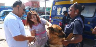 #TARAPACA Más de 11 mil perros recibirán la vacuna antirrábica en Alto Hospicio