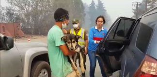 #MIRADANACIONAL Piden a París y Martorell que definan permisos para urgencias médicas veterinarias en cuarentena