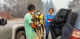 #MAULE La increíble historia del perro que sobrevió al voraz incendio de Santa Olga bajo unas latas