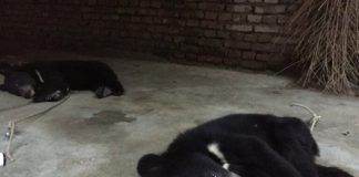 #ESTADOSUNIDOS PETA muestra fuertes imágenes sobre maltrato que sufren los osos de circos