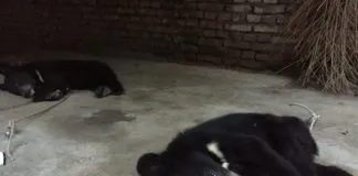 #ESTADOSUNIDOS PETA muestra fuertes imágenes sobre maltrato que sufren los osos de circos