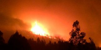 #OHIGGINS Piden ayuda urgente para los animales afectados en el Incendio de Pumanque