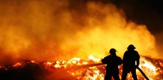 #MIRADANACIONAL Diversas organizaciones inician campañas en pro de los animales afectados por los #incendiosforestales