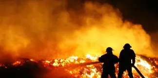 #MIRADANACIONAL Diversas organizaciones inician campañas en pro de los animales afectados por los #incendiosforestales