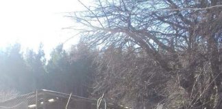 #BIOBIO Piden ayuda urgente para salvar a refugio de las llamas en Yungay