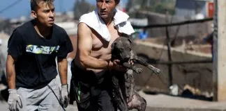 #CAMPAÑAS Organizaciones emprendieron iniciativas en pro de los animales afectados por #IncendioValparaíso