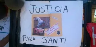 #COQUIMBO Fallece perrito en Ovalle tras ser golpeado brutalmente