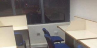 Muere Sir perro UdeC, la famosa mascota de la universidad de Concepción