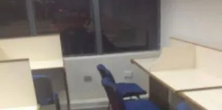 Muere Sir perro UdeC, la famosa mascota de la universidad de Concepción