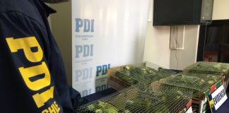 #TARAPACA Incautaron 34 loros amazónicos que se encontraban hacinados
