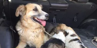#MAULE Hallan bajo escombros a perrita y sus cachorros que lograron escapar del fuego en Vichuquén