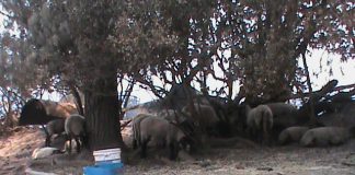 #O’Higgins: Ayuda animalista tras el incendio deja Positivo balance en Santa Cruz y sus alrededores