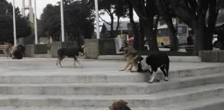 #LOSLAGOS Agrupación animalista prepara gran “perrotón” en Ancud