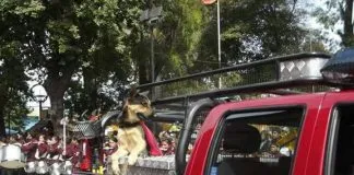 #VALPARAISO La conmovedora historia de «Capitán», el perrito bombero que fue envenenado en Putaendo