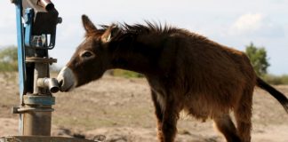 #MUNDO Grecia prohíbe que turistas obesos monten en burros para pasear por Santorini