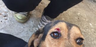 #MAULE Denuncian impactante caso de maltrato animal en la comuna de Colbún