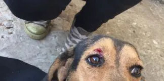 #MAULE Denuncian impactante caso de maltrato animal en la comuna de Colbún