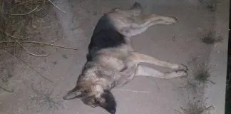 #VALPARAISO Denuncian brutal caso de maltrato animal en El Quisco que afectó a un perrito
