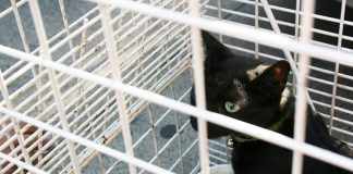 #SANTIAGO Rescatan a gatito que se había subido al techo de la Basílica El Salvador