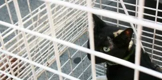 #SANTIAGO Rescatan a gatito que se había subido al techo de la Basílica El Salvador