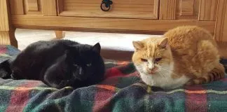 #TENDENCIAS Los gatos ya eran animales de compañia hace 1,000 años, según hallazgos fósiles