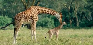 #MUNDO La jirafa se suma a la lista de animales en riesgo de extinción