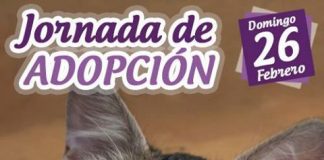 #SANTIAGO ¿Quieres adoptar a un gatito?, ¡Asiste a una nueva jornada de adopción de la Fundación Adopta este sábado¡