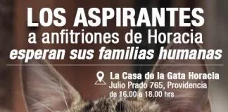 #SANTIAGO Harán nueva jornada de adopción gatuna este sábado en Providencia