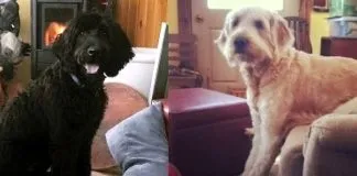 #EstadosUnidos «La Ley de Kirby y Quigley», el proyecto de Nueva York que busca endurecer los castigos por crueldad animal