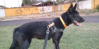 #EPAdifunde La historia de Milán, la perrita rescatada de un maltrato que hoy busca un hogar