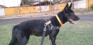 #EPAdifunde La historia de Milán, la perrita rescatada de un maltrato que hoy busca un hogar