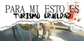 #VALPARAISO Animalistas protestan contra los Coches Victoria de Viña del Mar