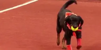 #Brasil Torneo de tenis utiliza a perros callejeros como pasapelotas por segundo año consecutivo