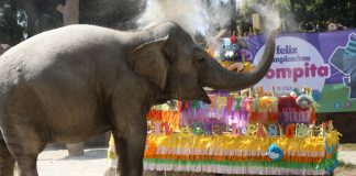#Mundo Guatemaltecos celebraron a «Trompita», la elefanta que cumplió 56 años