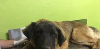#O’Higgins: Presentarán denuncia contra la veterinaria municipal de Rancagua por caso de eutanasia negligente