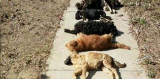 #VALPARAISO Municipio de Limache se querelló por matanza de 15 perritos en el sector de San Alfonso