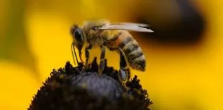 #Mundo La Comisión Europea prepara la prohibición de insecticidas agrícolas para salvar a las abejas