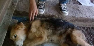 #EPAdifunde Piden ayuda para perrita que fue rescatada en paupérrimas condiciones