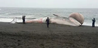 #MAULE Armada entierra a ballena de 15 mil kilos que varó en playa de Pelluhue