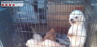 #ESPAÑA Denunciado un criador ilegal que mutilaba las cuerdas vocales de perros