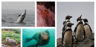 #COQUIMBO Comisión de Evaluación Ambiental rechaza proyecto minero portuario Dominga