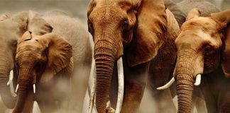 #MUNDO China prohibe el comercio de marfil totalmente