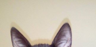 #EPAdifunde Hermosos gatitos rescatados buscan urgentemente un hogar