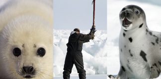 #Mundo Autorizan la brutal caza de foca en Canada antes de tiempo